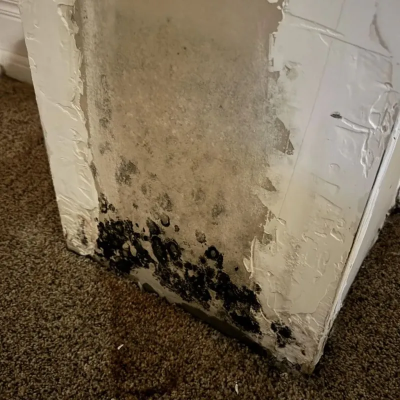 Professional Mold Removal in Yelm, WA